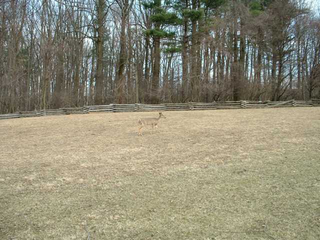 Valley Forge deer