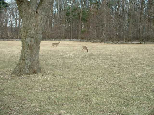 Valley Forge deer